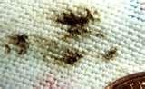 Bed Bugs To The Naked Eye