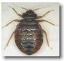 photos of Bed Bugs Rutgers