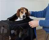 Bed Bugs Office Buildings images