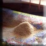 Do Bed Bugs Play Dead photos