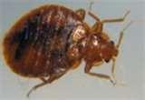 pictures of Bed Bugs Airlines