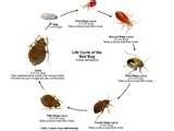 Bed Bugs To The Naked Eye