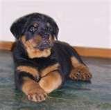 Do Bed Bugs Play Dead photos