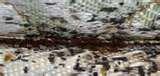 images of Bed Bugs Rutgers