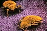 photos of Bed Bugs Airlines
