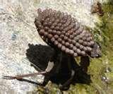 Do Bed Bugs Play Dead pictures