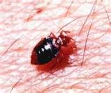 pictures of Bed Bugs To The Naked Eye