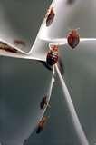 pictures of Bed Bugs To The Naked Eye