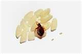 images of Bed Bugs Office Buildings