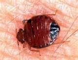 Bed Bugs Rutgers photos