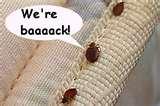 pictures of Bed Bugs To The Naked Eye