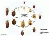 Can Bed Bugs Carry Mrsa