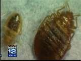 photos of Bed Bugs Dc Area