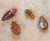 pictures of Bed Bugs Dc Area