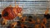 Can Bed Bugs Carry Mrsa images