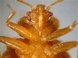 Can Bed Bugs Carry Mrsa images
