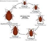 Bed Bugs Registry In Vancouver photos