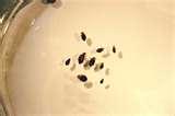 photos of Bed Bugs Itchy