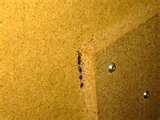 photos of Bed Bugs Itchy
