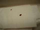 images of Bed Bugs Airport