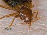 Can Bed Bugs Carry Mrsa photos