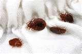 photos of Bed Bugs 70