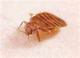 Bed Bugs Oxford County pictures