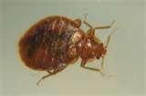 Bugs That Look Like Bed Bugs But Are Not photos