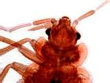 Bedbugs Registry New York City photos