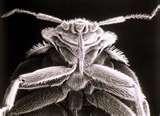 Bedbugs Registry New York City images