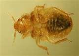 photos of Bedbugs Registry New York City