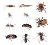 Bed Bugs Naples Fl pictures