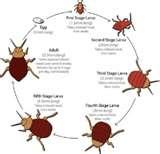 images of Bugs That Look Like Bed Bugs But Are Not