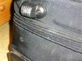 Bed Bugs Naples Fl pictures
