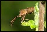 images of Bed Bugs Uc Berkeley