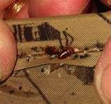 How To Find Bed Bugs Eggs photos
