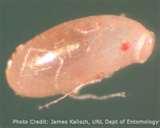 How To Find Bed Bugs Eggs images
