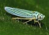 pictures of Bed Bugs Uc Berkeley