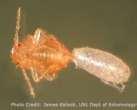images of Bed Bugs Hatching