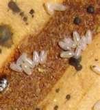 Bed Bugs Hatching pictures