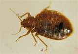 What Odor Do Bed Bugs Give Off pictures