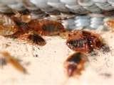 Do Bed Bugs Swarm photos
