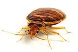 photos of Bed Bugs If Not What