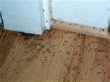 photos of Do Bed Bugs Swarm