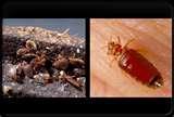 Do Bed Bugs Swarm images