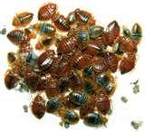pictures of Do Bed Bugs Swarm