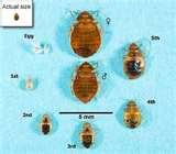 photos of Bed Bugs Evansville