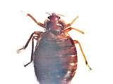 photos of Are Bed Bugs Ticks