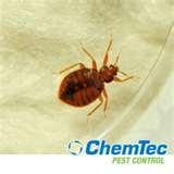 images of Bed Bugs Certification images of Bed Bugs Certification
