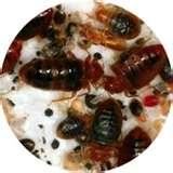 Bed Bugs Certification Bed Bugs Certification